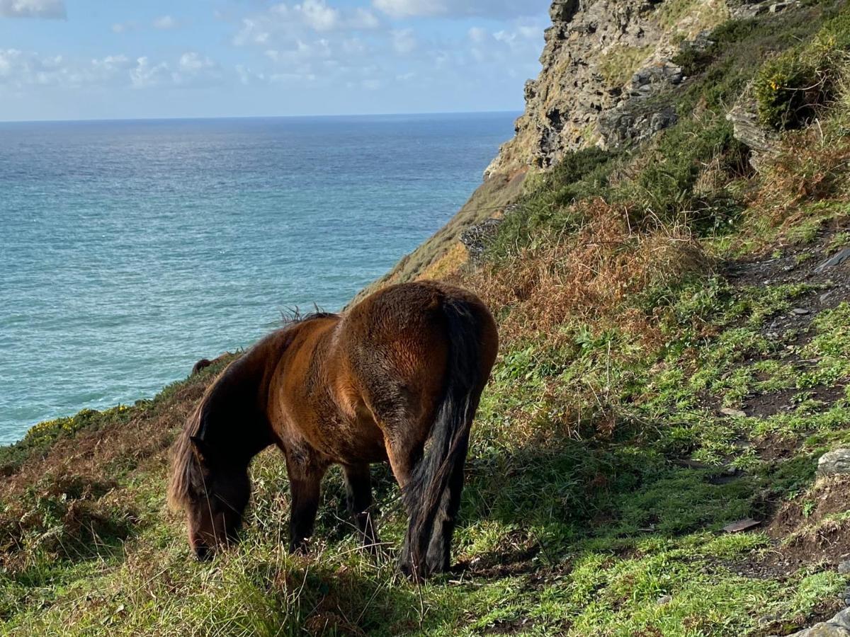 Polrunny Farm Blackberry Cottage - Cornwall Bliss In Sight Of The Sea Boscastle Zewnętrze zdjęcie