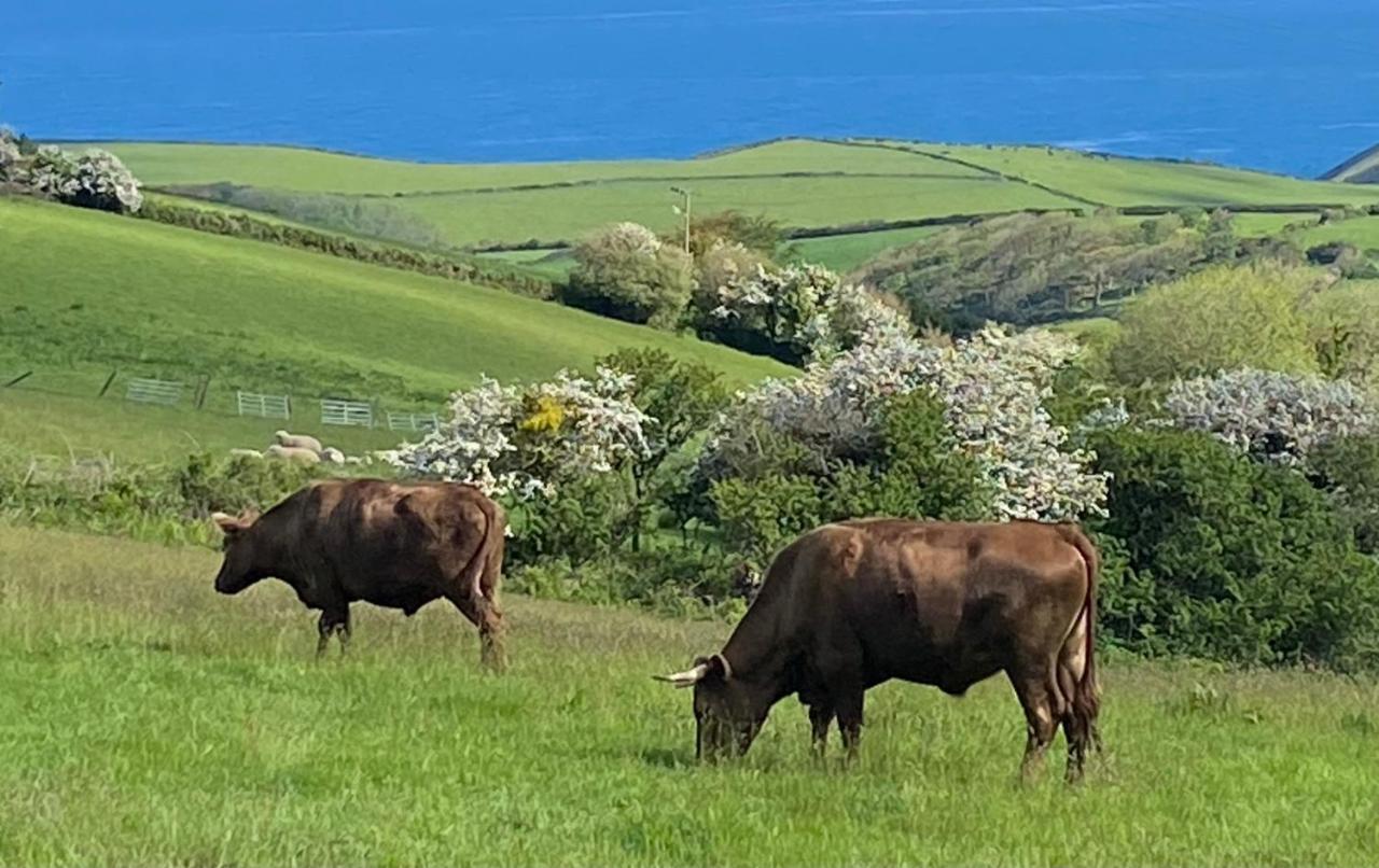 Polrunny Farm Blackberry Cottage - Cornwall Bliss In Sight Of The Sea Boscastle Zewnętrze zdjęcie